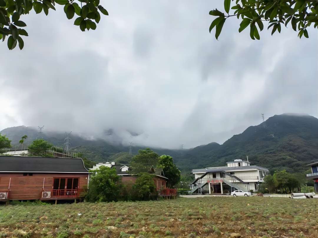 廣東建院三下鄉(xiāng)繪夢實踐隊——茶園勞動增體驗 采茶制