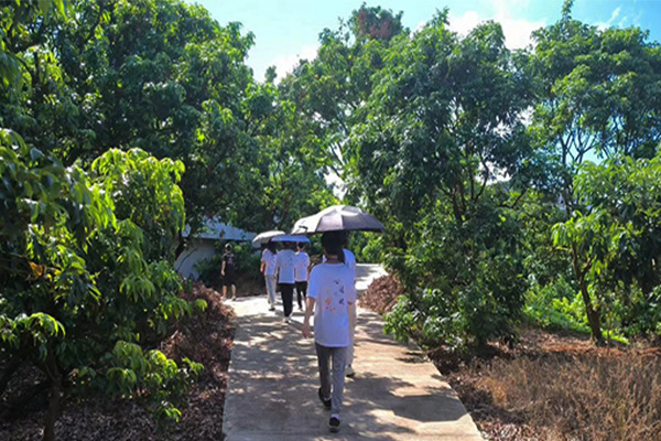 “心跡之旅”社會(huì)實(shí)踐隊(duì)在茂名高州根子鎮(zhèn)開(kāi)展荔枝文化