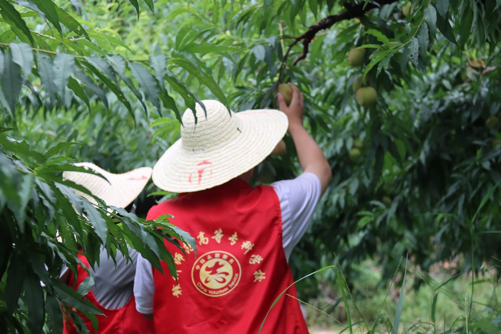 青春助農(nóng)，“桃”樂融融——贛州師范高等?？茖W(xué)校中文系社會(huì)實(shí)踐隊(duì)下鄉(xiāng)采摘鷹嘴桃，助力和務(wù)振興