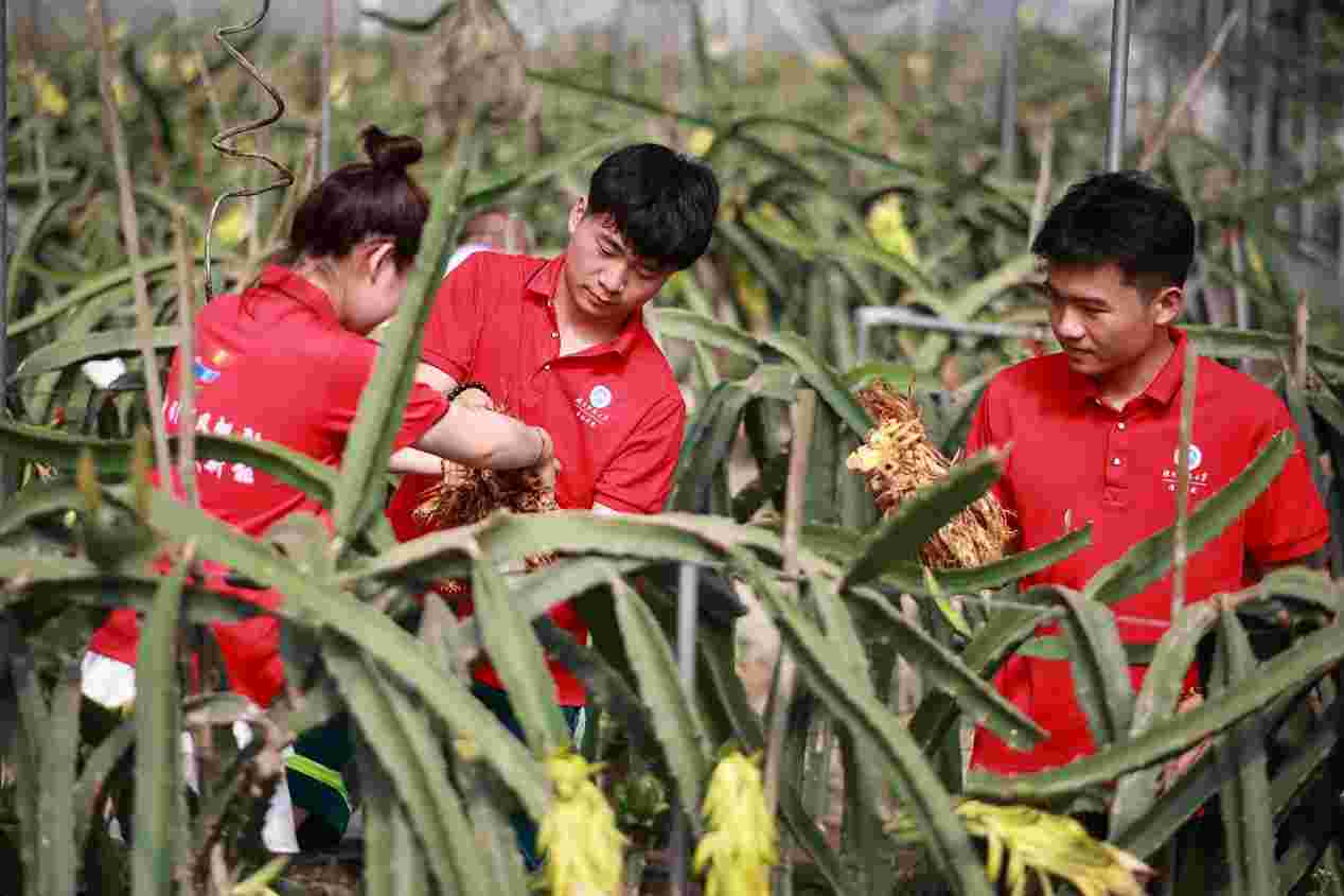助農(nóng)“青”力為，許愿果豐收
