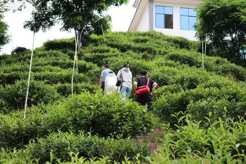 湘大學(xué)子：凝聚助農(nóng)力量，踐行擔(dān)當(dāng)精神