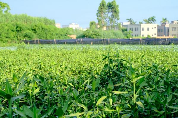 緊跟時代步伐，賡續(xù)綠竹未來