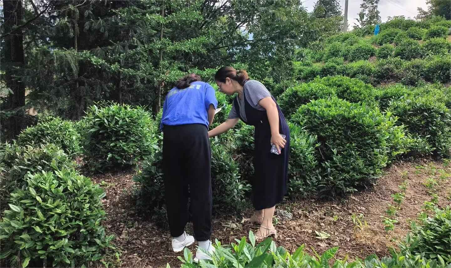 山東大學（威海）茶韻徽風調(diào)研團——茶香繞徽州，茶鄉(xiāng)旅致富